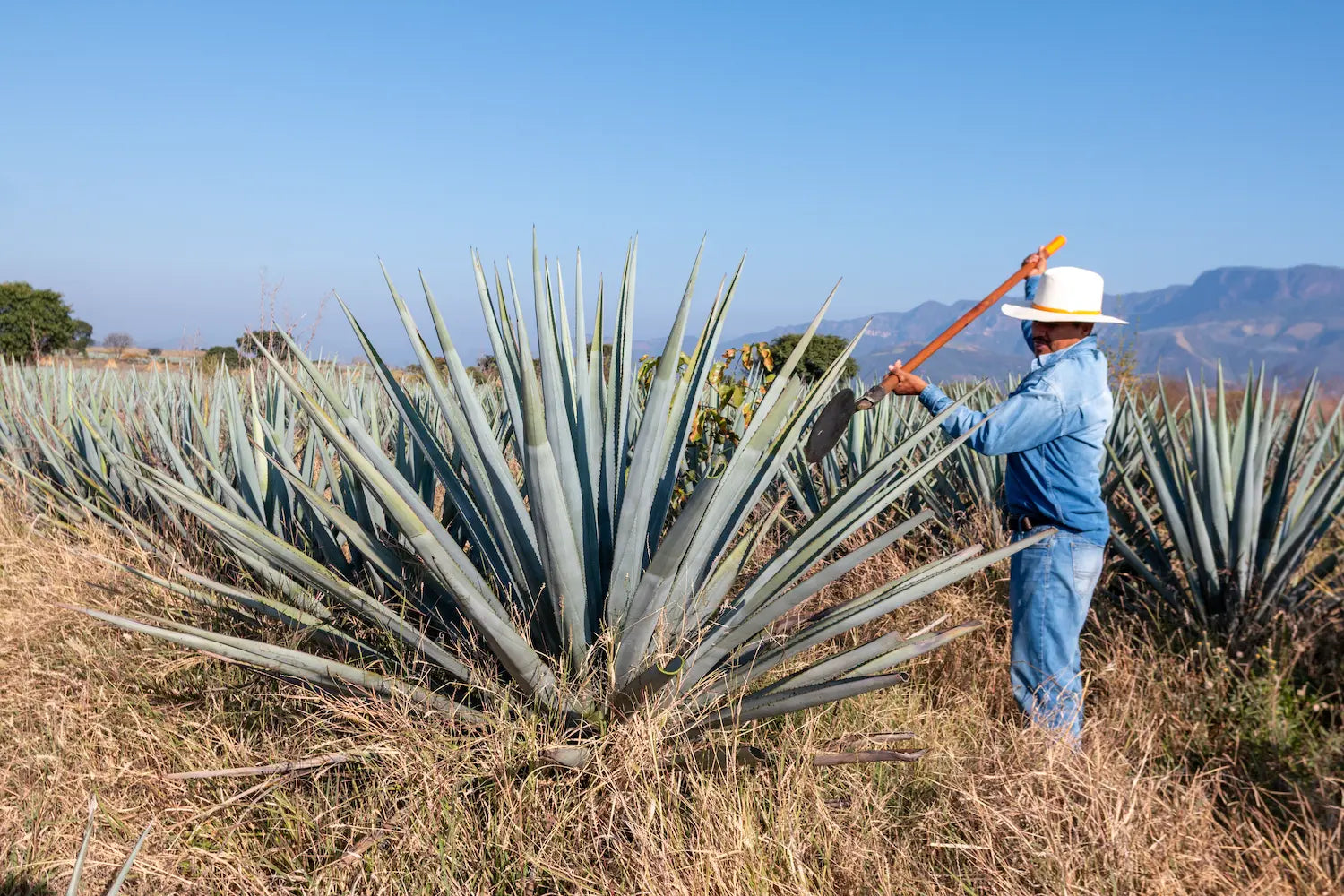 dulce-maria-tequila-our-story-1